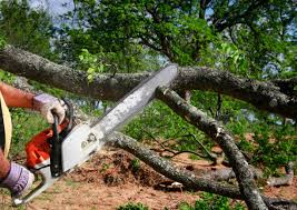 Best Tree Risk Assessment  in Kenmore, WA