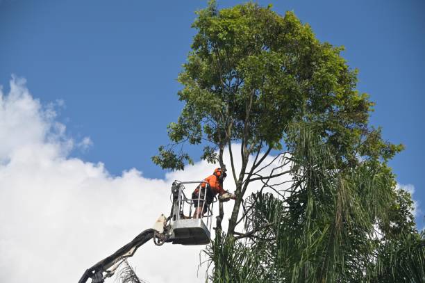 Professional Tree Care in Kenmore, WA